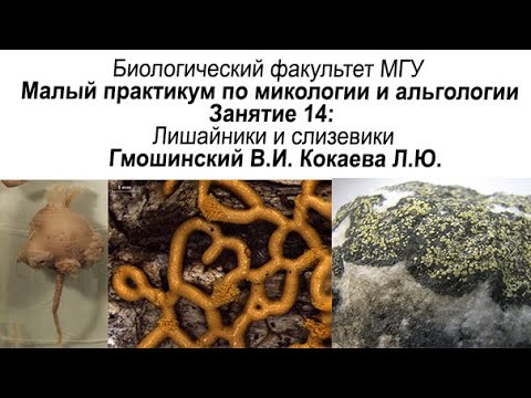 Видео: Малый практикум. 14 занятие. Лишайники и слизевики.