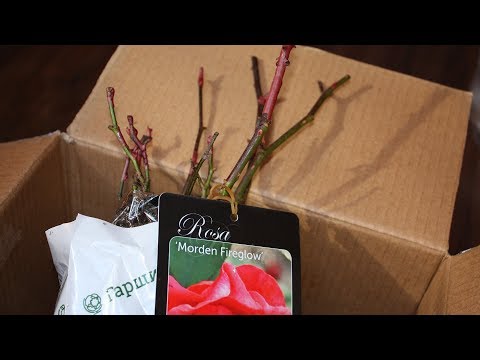 Видео: Саженцы по почте  Они зацветут в первый же год!