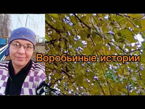 Видео: Где воробьи или "видимость ноль, идём по приборам" #бабушка_блогер #деревенскаябабушкаблогер