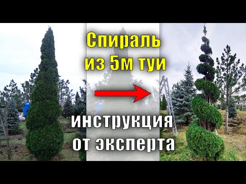 Видео: 5м. Спираль из туи от эксперта. мастер - класс по стрижке, туя смарагд обрезка и формирование туи