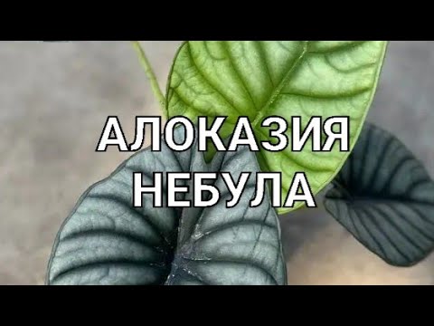 Видео: Алоказия Небула на фитилтном поливе