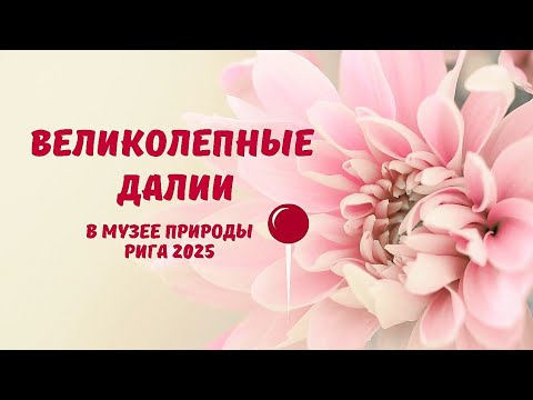 Видео: Выставка далий (георгин) Рига, сенябрь  2025