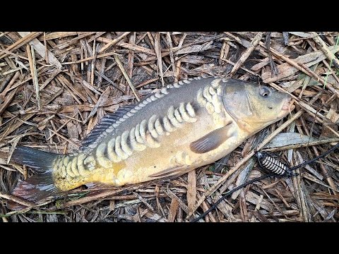 Видео: Кінець жовтня, а короп бере! Вічірній кльов просто шалений!