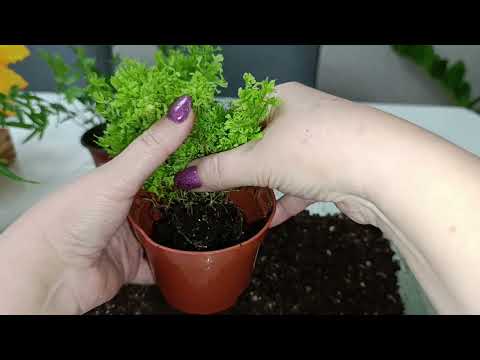 Видео: Пересадка папоротников.
