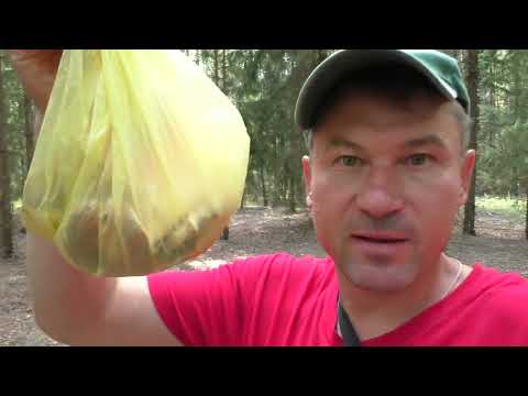 Видео: Пошёл в лес и нашёл СУП ИЗ СЫРОЕЖЕК! В лес по грибы да за грибами! ГРИБНЫЕ НОВОСТИ
