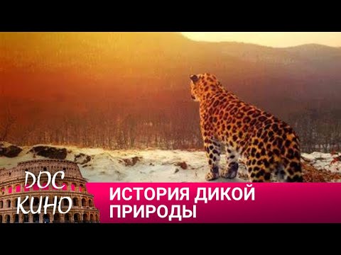 Видео: 🎭 ИСТОРИЯ ДИКОЙ ПРИРОДЫ🌎 ДОКУМЕНТАЛЬНОЕ КИНО 🎆 2023