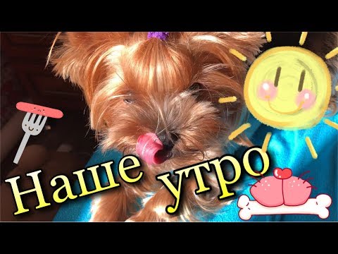 Видео: DogVlog: Наше утро, +совместное видео с Elsa Life🐶🌹