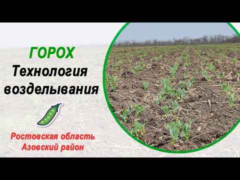 Видео: ГОРОХ | Технология возделывания | КФХ Донской Фермер