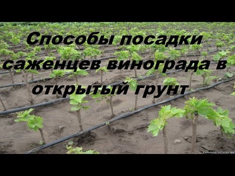 Видео: Способы посадки саженцев винограда в открытый грунт