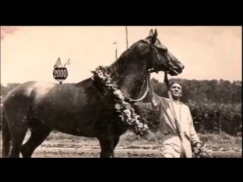 Видео: Алматинский ипподром (20.05.16)