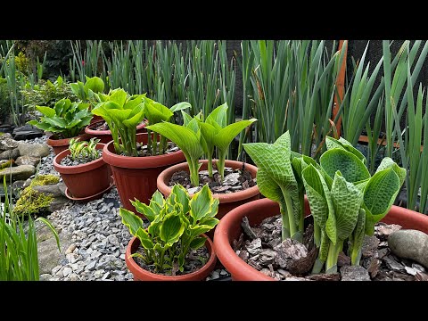 Видео: Зимний и весенний уход за хостами в горшках: мой опыт