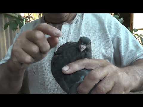 Видео: Внимание ! Как и чем излечить в голубенка надув вола ?