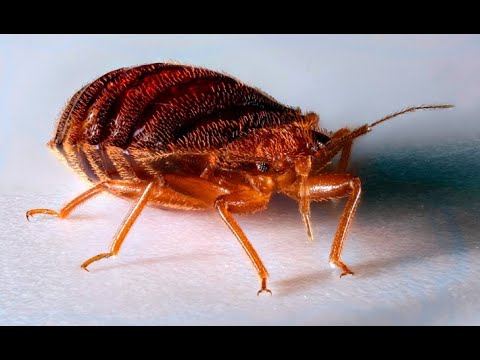 Видео: Как я вывел клопов  Ремикс