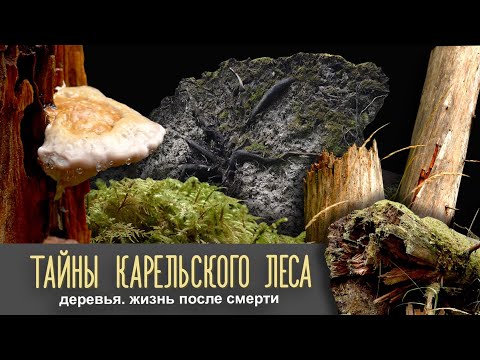 Видео: Деревья. Жизнь после смерти | Тайны карельского леса