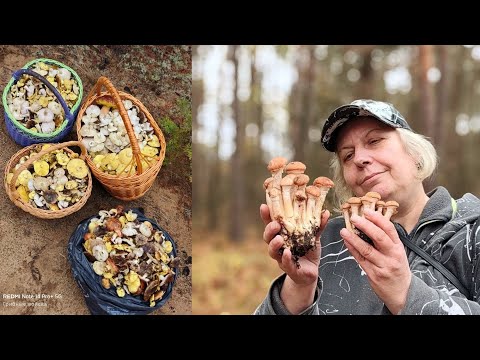 Видео: Посмотри, грибов море, рук не хватает, спина колом. 01.11.25. Могилевская область.