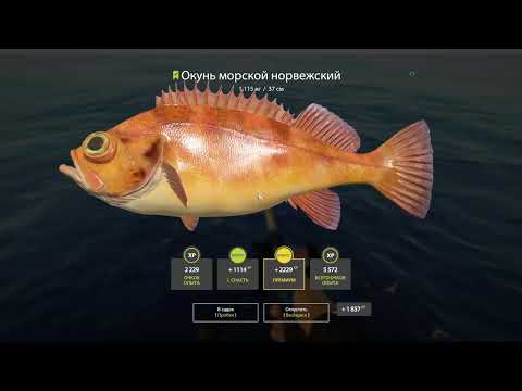 Видео: Русская рыбалка 4  Норвежское море.