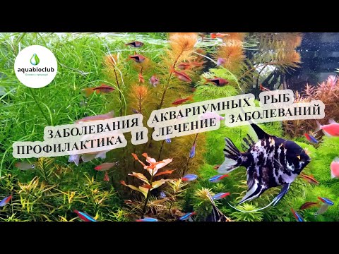 Видео: Болезни аквариумных рыб их профилактика и лечение.