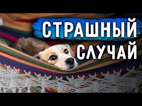 Видео: Чудом остались живы. Мы в шоке. Уборка на участке. Мае Лучше. Кокосик у врача.