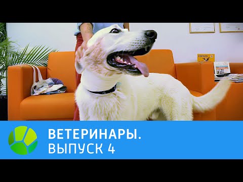 Видео: Ветеринары. Кошка, лягушка, овчарка, черепаха | Живая Планета