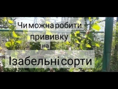 Видео: Можно ли делать прививки на Изабельные сорта