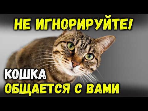 Видео: НИКОГДА НЕ ИГНОРИРУЙТЕ ЭТИ ЗНАКИ! 9 видов поведения, которые кошки демонстрируют при общении с вами!