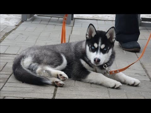 Видео: ДТ - 292. Сибирский хаски. Знакомьтесь, уникальный щенок