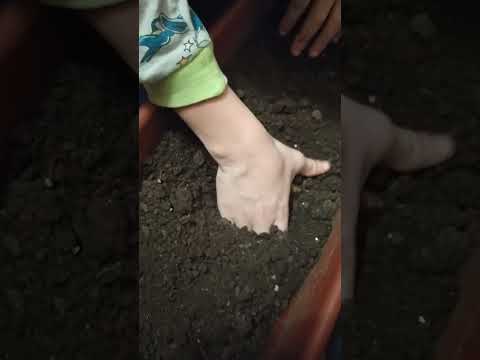 Видео: Слепые корни пионов. Пробуждение спящих почек на слепых корнях пиона Cytherea Цитерия.