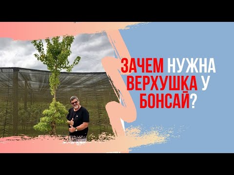 Видео: Важность верхушки в бонсай.  УТОЛЩЕНИЕ СТВОЛА БОНСАЙ