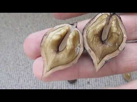 Видео: Серцеподобный орех: первые впечатления