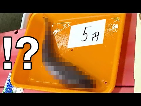 Видео: В 5 утра я нашел рыбу за 5 йен на рынке, поэтому купил её и приготовил!!