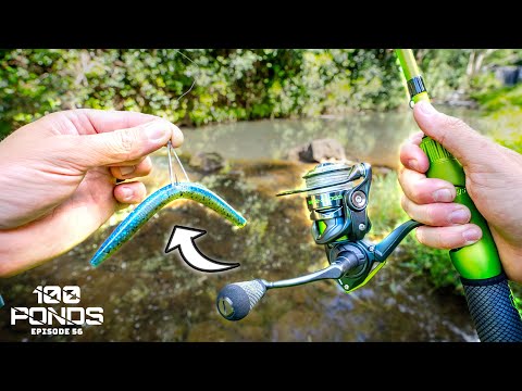 Видео: ЭТА ПРИМАНКА РАБОТАЕТ В ЛЮБОМ ПРУДУ НА ПЛАНЕТЕ! (Финал 100 прудов)