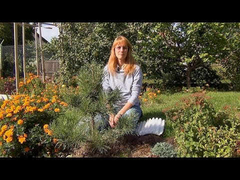 Видео: Формирование кроны сосны (ч.5).