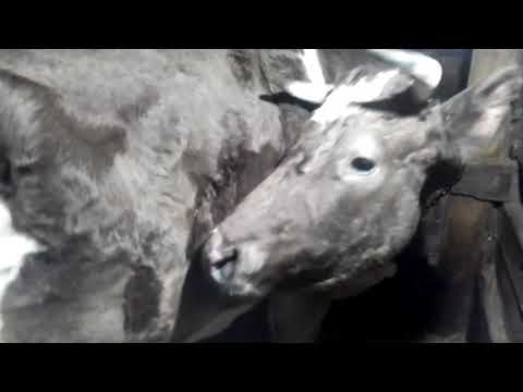 Видео: Дойка коровы. Корова больше не бьёт и не лягается.