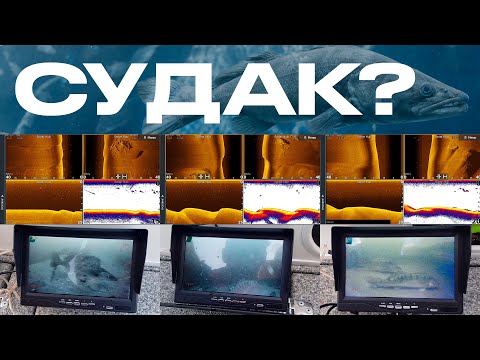 Видео: Как выглядит судак на структурнике и подводной камере