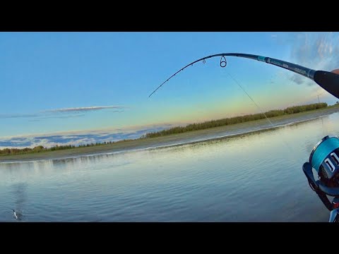 Видео: ГЛУБИНА 1 МЕТР, но вода КИПИТ! ЗМЕИ глотают силикон