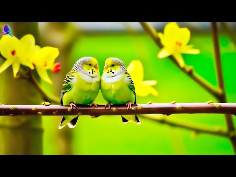 Видео: целебная музыка для сердца и сосудов 🌿успокаивает нервную систему и радует душу, Нежная музыка