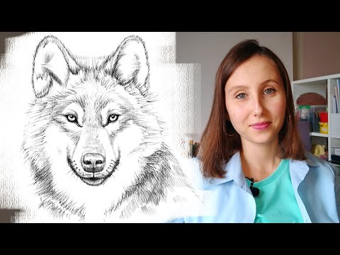 Видео: Как нарисовать волка карандашом поэтапно для начинающих. Туториал