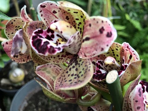 Видео: ЦИМБИДИУМ пересадка, СОСТАВ грунта, уход 17.02.24