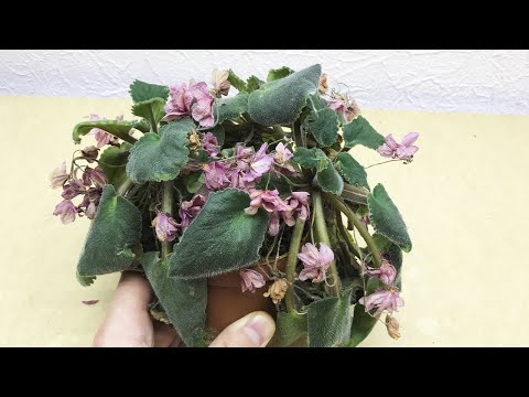 Видео: Ужасная ФИАЛКА  Как СПАСТИ и ВЫХОДИТЬ погибающую фиалку