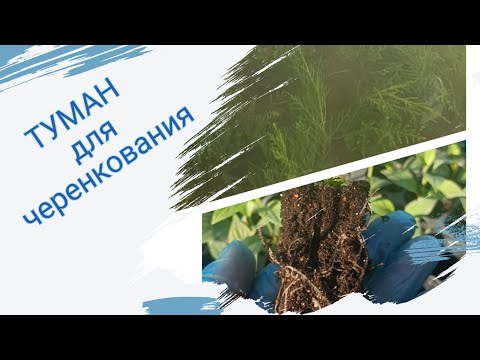 Видео: Как мы делали туман для черенкования