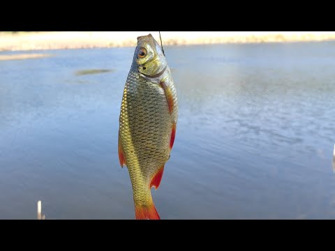 Видео: Ловля на попла попер👍 с толіком 💥клює краснопірка🎣