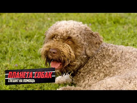 Видео: Лаготто романьоло. Планета собак спешит на помощь 🌏 Моя Планета