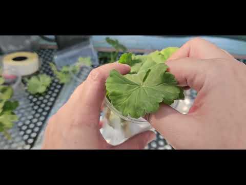 Видео: Один из способов укоренения пеларгоний