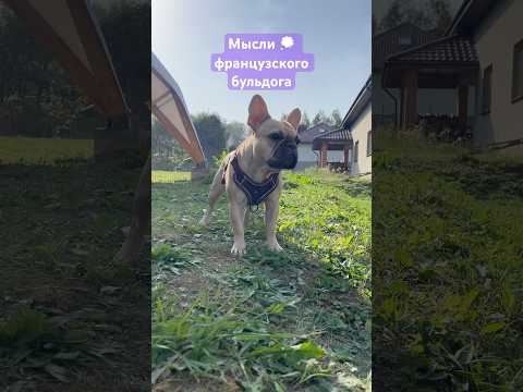 Видео: Французский бульдог - филосов ☝️🐾 #жизнь #life #умныемысли #французскийбульдог #смешныеживотные