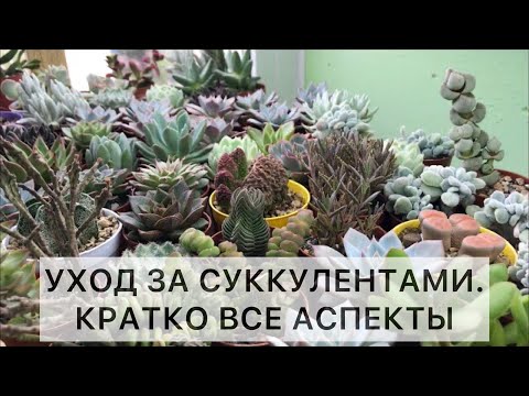 Видео: Как ухаживать за суккулентами. Все аспекты кратко