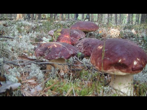 Видео: Много Белых и Красных Прям Возле Дома! Тихая Охота!