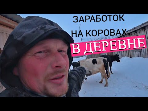 Видео: Какой у нас заработок на молоке за год. По какой цене у нас скупают молоко. Жизнь в деревне.