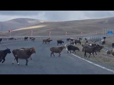 Видео: Дорога в город Ховд Монголия