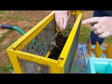 Видео: Млади майки, нуклеуси и циганска сватба.