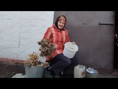 Видео: Начистили часник для посадки/Холодно 🥶